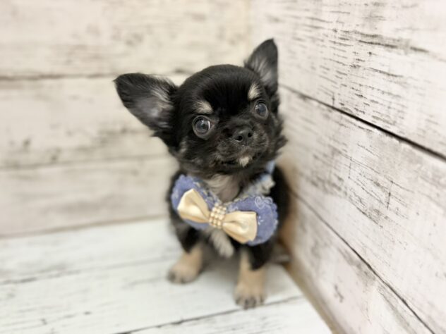 福島県のチワワ(ロング) (アミーゴいわき店/2026年7月27日生まれ/男の子/ブラックタン)の子犬の1枚目の画像