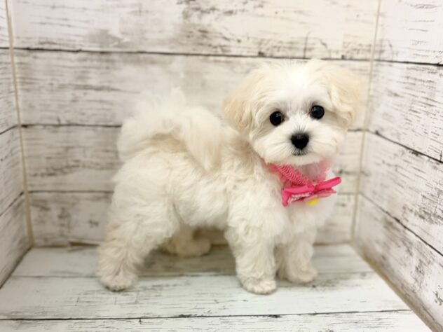 福島県のハーフ犬・ミックス犬 (アミーゴいわき店/2026年7月8日生まれ/女の子/ホワイト)の子犬の2枚目の画像