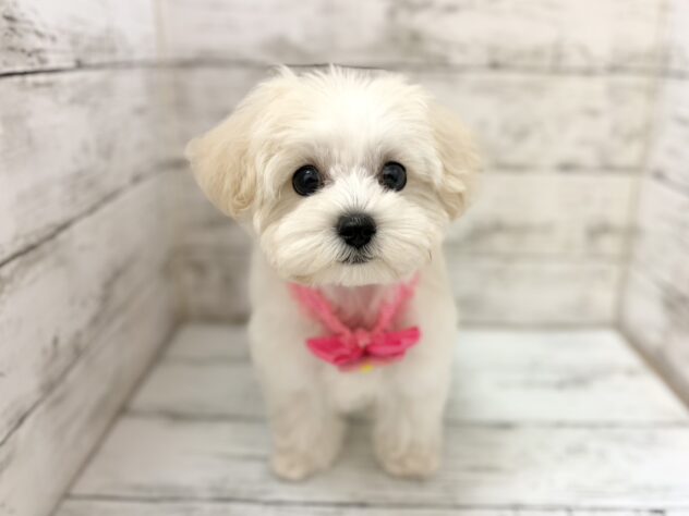 福島県のハーフ犬・ミックス犬 (アミーゴいわき店/2026年7月8日生まれ/女の子/ホワイト)の子犬の1枚目の画像