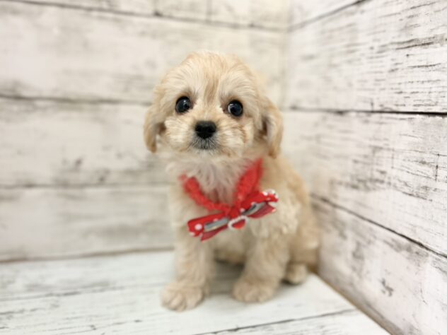 福島県のハーフ犬・ミックス犬 (アミーゴいわき店/2026年7月29日生まれ/女の子/クリーム)の子犬の1枚目の画像