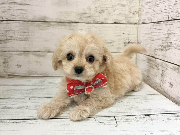 福島県のハーフ犬・ミックス犬 (アミーゴいわき店/2026年7月29日生まれ/女の子/クリーム)の子犬の2枚目の画像