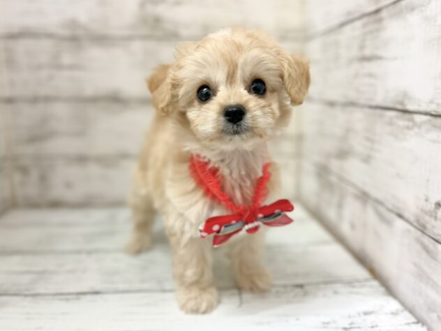 福島県のハーフ犬・ミックス犬 (アミーゴいわき店/2026年7月29日生まれ/女の子/クリーム)の子犬の3枚目の画像