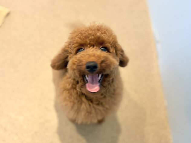 福島県のトイプードル(トイ) (アミーゴいわき店/2026年4月20日生まれ/男の子/レッド)の子犬の1枚目の画像