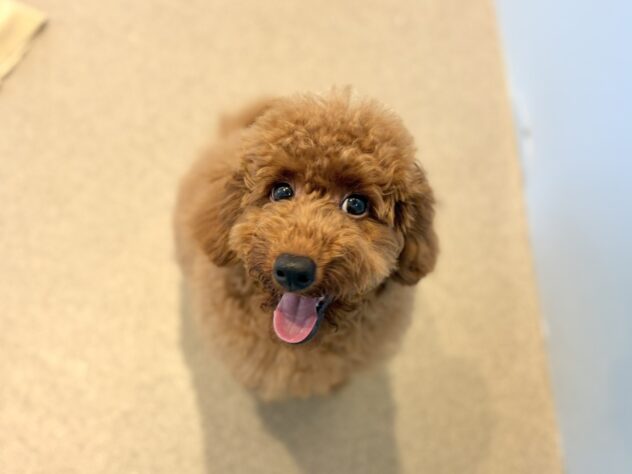 福島県のトイプードル(トイ) (アミーゴいわき店/2026年4月20日生まれ/男の子/レッド)の子犬の3枚目の画像