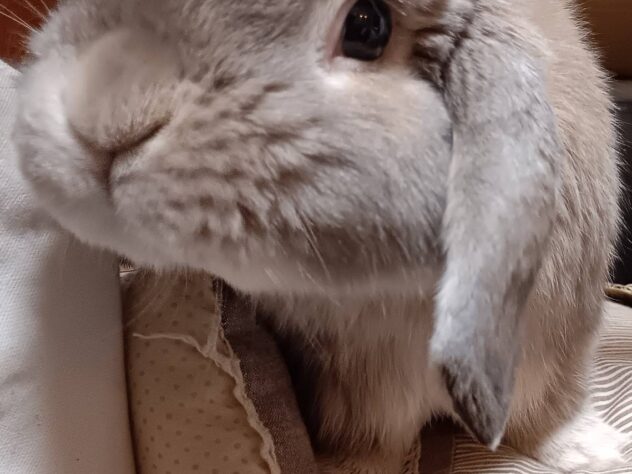 もずく