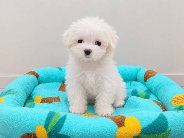 山形県のマルチーズ (アミーゴ米沢店/2026年7月27日生まれ/女の子/ホワイト)の子犬
