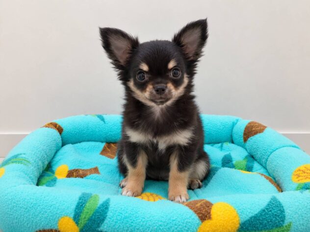 山形県のチワワ(ロング) (アミーゴ米沢店/2026年7月19日生まれ/男の子/ブラックタン)の子犬