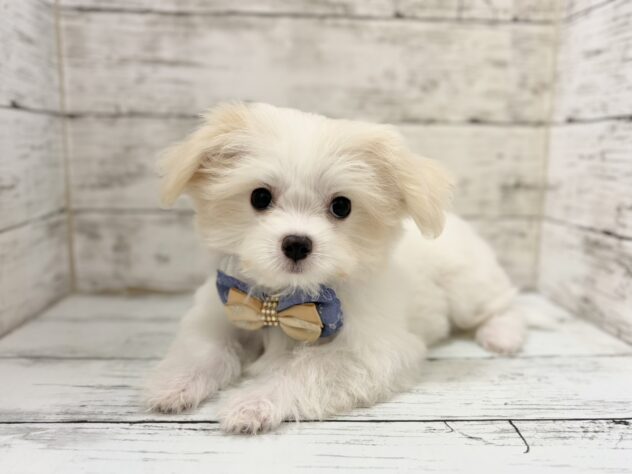 福島県のハーフ犬・ミックス犬 (アミーゴいわき店/2026年7月4日生まれ/男の子/クリーム)の子犬の1枚目の画像