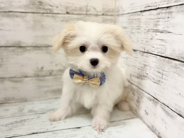 福島県のハーフ犬・ミックス犬 (アミーゴいわき店/2026年7月4日生まれ/男の子/クリーム)の子犬の2枚目の画像