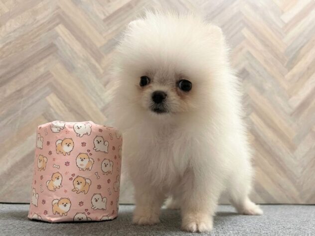 岡山県のポメラニアン (アミーゴ水島店/2026年7月22日生まれ/女の子/クリーム)の子犬の2枚目の画像