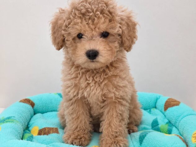 山形県のトイプードル(トイ) (アミーゴ米沢店/2026年7月20日生まれ/男の子/アプリコット)の子犬