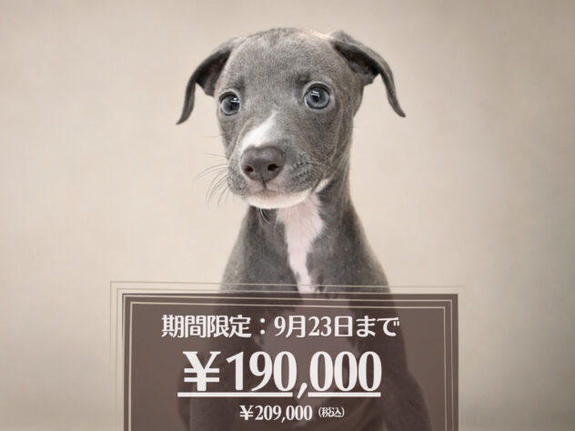 岡山県のイタリアングレーハウンド (アミーゴ大安寺店/2026年6月28日生まれ/男の子/ブルーホワイト)の子犬の1枚目の画像