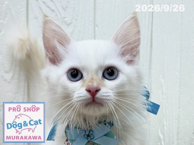 広島県のサイベリアン (アミーゴ大町店/2026年7月20日生まれ/男の子/クリームリンクスポイント)の子猫の1枚目の画像