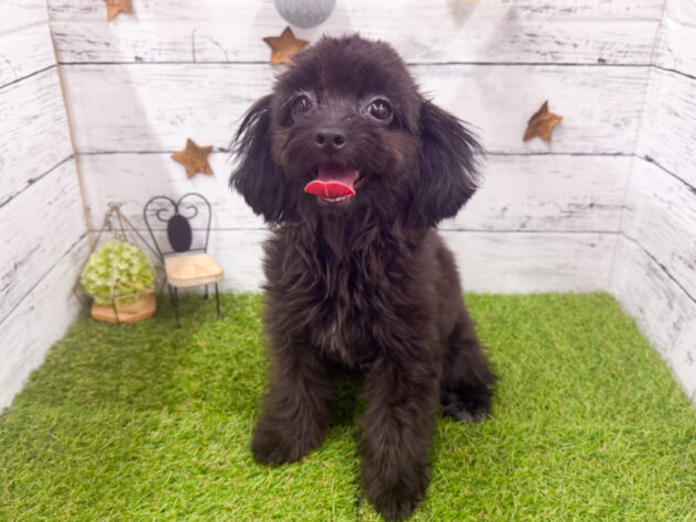 愛知県のハーフ犬・ミックス犬 (アミーゴ知立店/2026年4月5日生まれ/女の子/01 ブラック系)の子犬の2枚目の画像