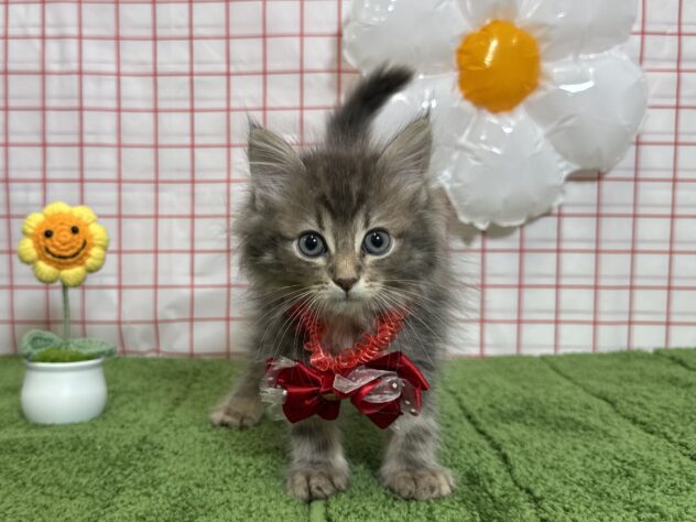 山形県のサイベリアン (アミーゴ酒田店/2026年7月18日生まれ/女の子/ブルークリームタビー)の子猫の2枚目の画像