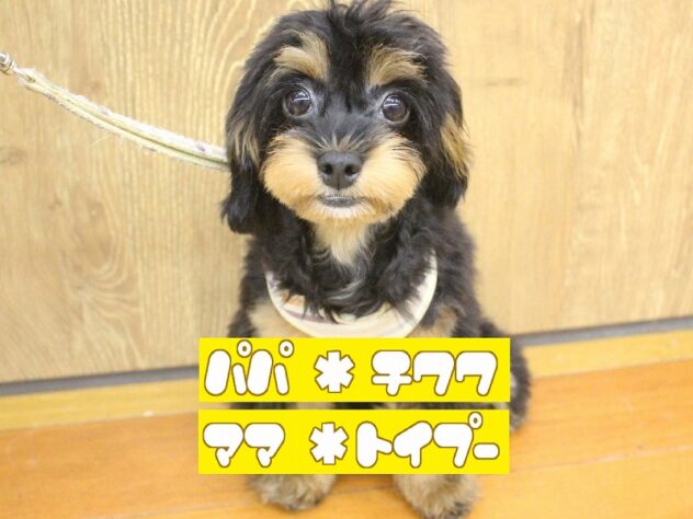 兵庫県のミックス犬（スムース） (ペット・プラザ アミーゴ明石魚住店/2026年3月21日生まれ/男の子/ブラックタン)の子犬の1枚目の画像