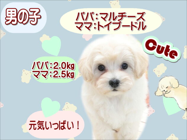 大阪府のハーフ犬・ミックス犬 (アミーゴ鳳店/2026年7月13日生まれ/男の子/クリーム)の子犬の1枚目の画像
