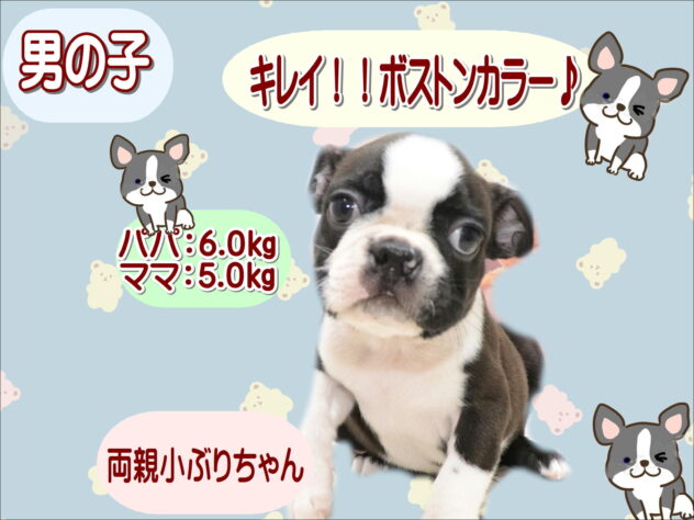 大阪府のボストンテリア (アミーゴ鳳店/2026年7月23日生まれ/男の子/ボストンカラー)の子犬の1枚目の画像