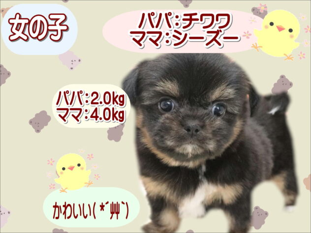 大阪府のハーフ犬・ミックス犬 (アミーゴ鳳店/2026年7月15日生まれ/女の子/フォーン)の子犬の1枚目の画像