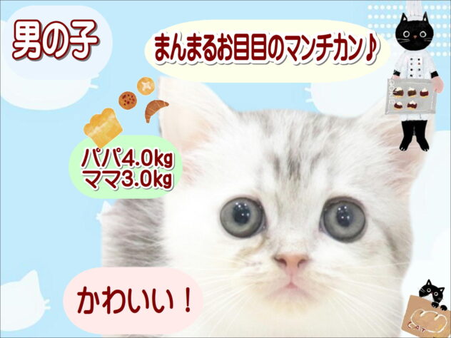 大阪府のマンチカン (アミーゴ鳳店/2026年6月30日生まれ/男の子/シルバータビーホワイト)の子猫の1枚目の画像