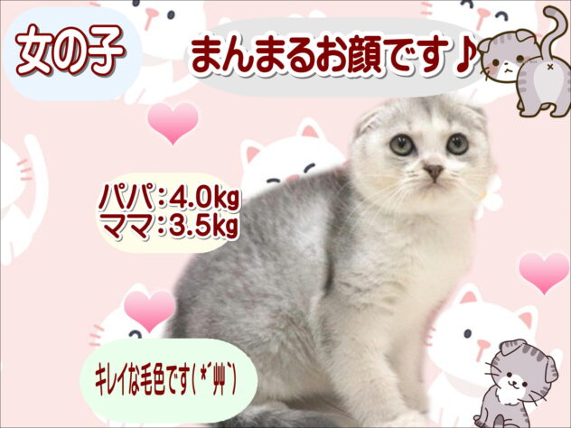 大阪府のスコティッシュフォールド (アミーゴ鳳店/2026年7月10日生まれ/女の子/シルバータビーホワイト)の子猫の1枚目の画像
