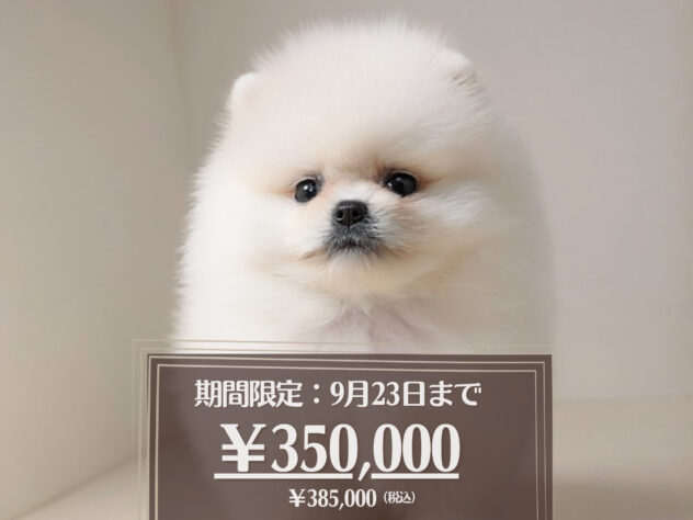 岡山県のポメラニアン (アミーゴ大安寺店/2026年6月14日生まれ/男の子/ホワイト)の子犬の1枚目の画像