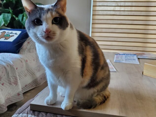 しらす