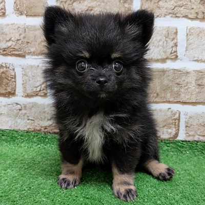 大阪府のハーフ犬・ミックス犬 (アミーゴ高槻店/2026年7月20日生まれ/女の子/ブラックタンホワイト)の子犬の1枚目の画像