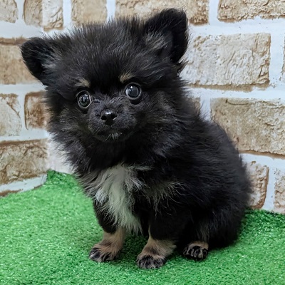 大阪府のハーフ犬・ミックス犬 (アミーゴ高槻店/2026年7月20日生まれ/女の子/ブラックタンホワイト)の子犬の2枚目の画像