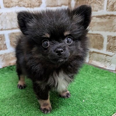 大阪府のハーフ犬・ミックス犬 (アミーゴ高槻店/2026年7月20日生まれ/女の子/ブラックタンホワイト)の子犬の3枚目の画像