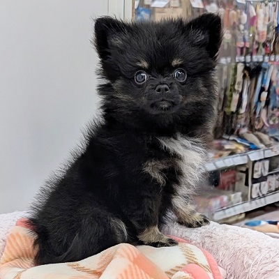 大阪府のハーフ犬・ミックス犬 (アミーゴ高槻店/2026年7月20日生まれ/女の子/ブラックタンホワイト)の子犬の4枚目の画像