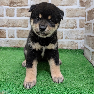 大阪府の柴犬(標準サイズ) (アミーゴ高槻店/2026年7月21日生まれ/女の子/黒)の子犬の1枚目の画像