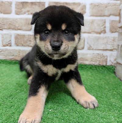 大阪府の柴犬(標準サイズ) (アミーゴ高槻店/2026年7月21日生まれ/女の子/黒)の子犬の2枚目の画像