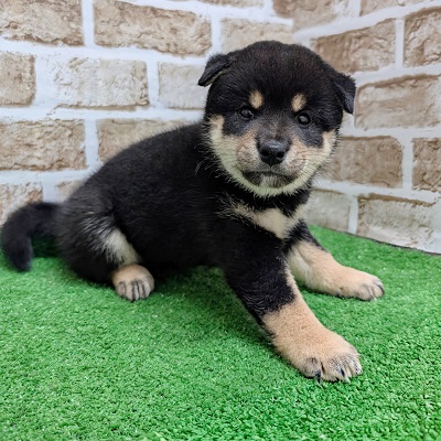 大阪府の柴犬(標準サイズ) (アミーゴ高槻店/2026年7月21日生まれ/女の子/黒)の子犬の3枚目の画像