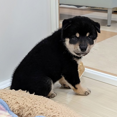 大阪府の柴犬(標準サイズ) (アミーゴ高槻店/2026年7月21日生まれ/女の子/黒)の子犬の4枚目の画像