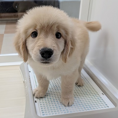 大阪府のゴールデンレトリバーの子犬|ペットミー