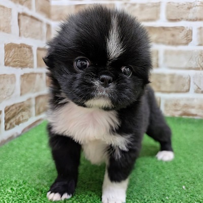 大阪府のハーフ犬・ミックス犬 (アミーゴ高槻店/2026年7月9日生まれ/女の子/ブラックホワイト)の子犬の1枚目の画像