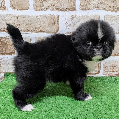 大阪府のハーフ犬・ミックス犬 (アミーゴ高槻店/2026年7月9日生まれ/女の子/ブラックホワイト)の子犬の2枚目の画像