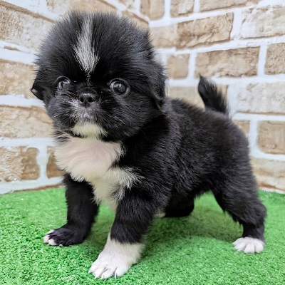 大阪府のハーフ犬・ミックス犬 (アミーゴ高槻店/2026年7月9日生まれ/女の子/ブラックホワイト)の子犬の3枚目の画像