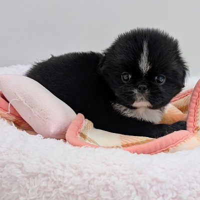 大阪府のハーフ犬・ミックス犬 (アミーゴ高槻店/2026年7月9日生まれ/女の子/ブラックホワイト)の子犬の4枚目の画像
