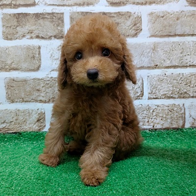 大阪府のトイプードル(トイ) (アミーゴ高槻店/2026年8月2日生まれ/男の子/レッド)の子犬の1枚目の画像