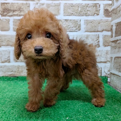 大阪府のトイプードル(トイ) (アミーゴ高槻店/2026年8月2日生まれ/男の子/レッド)の子犬の2枚目の画像
