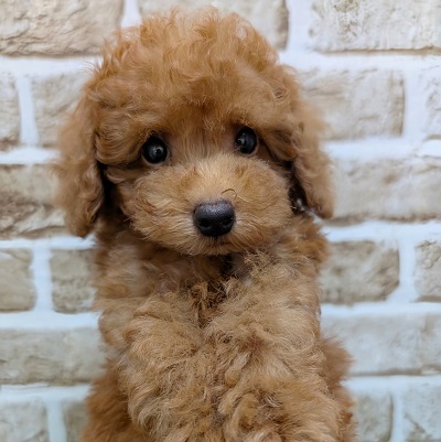 大阪府のトイプードル(トイ) (アミーゴ高槻店/2026年8月2日生まれ/男の子/レッド)の子犬の3枚目の画像