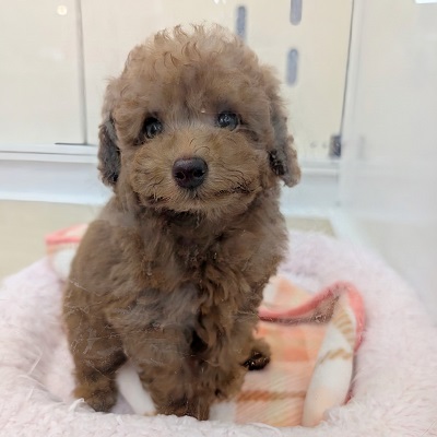 大阪府のトイプードル(トイ) (アミーゴ高槻店/2026年8月2日生まれ/男の子/レッド)の子犬の4枚目の画像