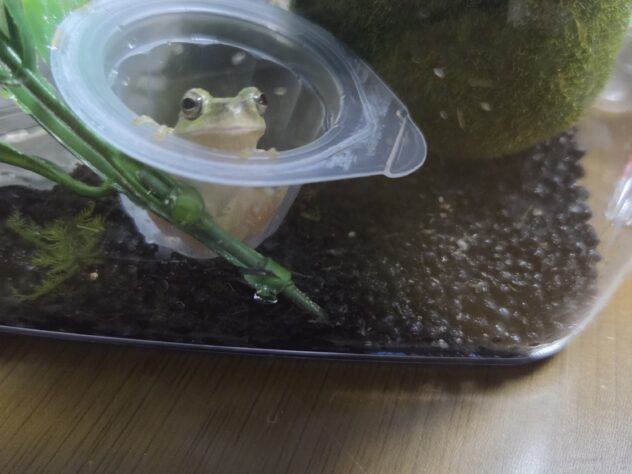 ひめ