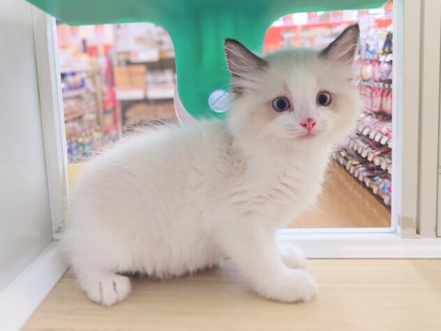 岡山県のラグドール (アミーゴ中庄店/2026年7月3日生まれ/男の子/ブルーポイントバイカラー)の子猫の4枚目の画像