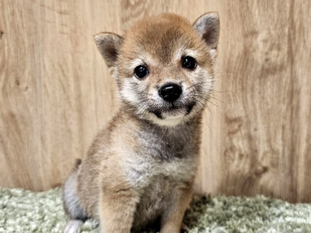 広島県の豆柴 (アミーゴ広島商工センター店/2026年7月13日生まれ/男の子/赤)の子犬の1枚目の画像