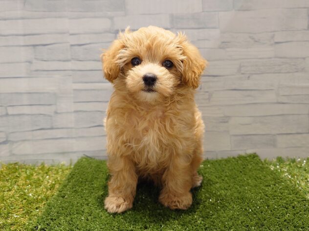 新潟県のハーフ犬・ミックス犬 (アミーゴ新発田店/2026年7月14日生まれ/女の子/アプリコット)の子犬の1枚目の画像