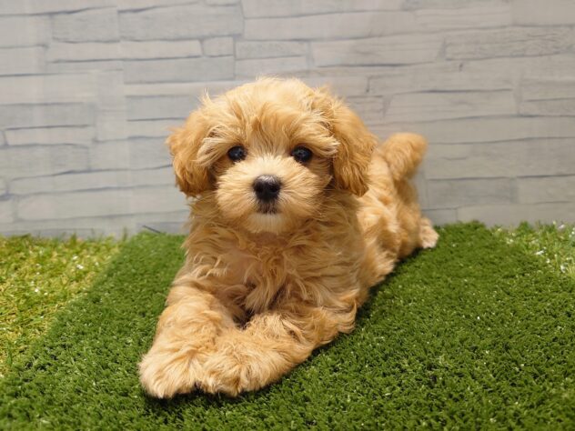 新潟県のハーフ犬・ミックス犬 (アミーゴ新発田店/2026年7月14日生まれ/女の子/アプリコット)の子犬の2枚目の画像