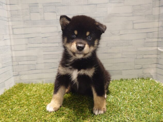 新潟県の柴犬(標準サイズ) (アミーゴ新発田店/2026年7月21日生まれ/男の子/黒)の子犬の1枚目の画像